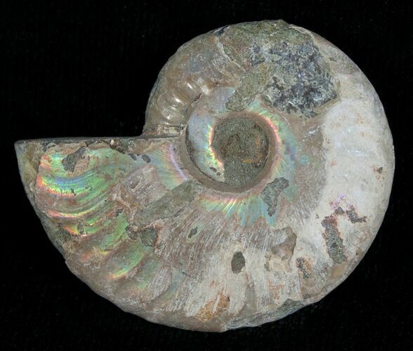 Silver Iridescent Ammonite - Madagascar #5352